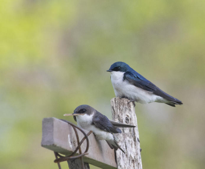 Barn Swallow Vs Purple Martin: A Comparative Guide