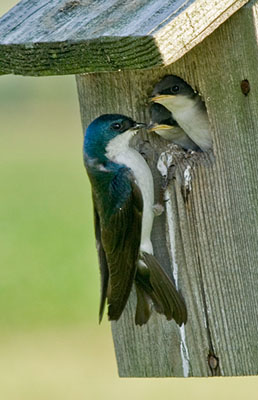 Purple Martin Imposters