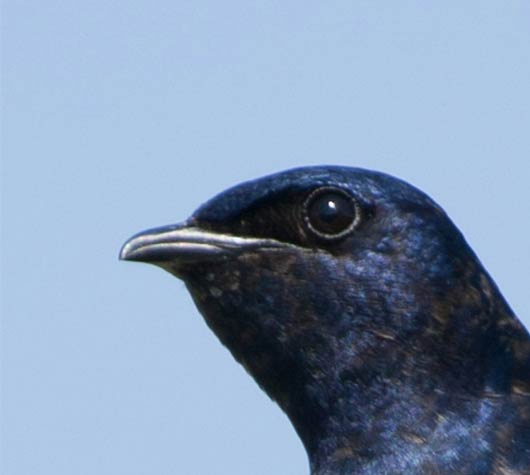 Purple Martin Prognosticator 
