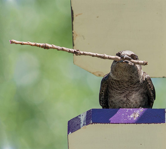 purple martin nesting purple martin nesting