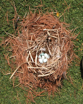 Examine a Nest to Identify Birds