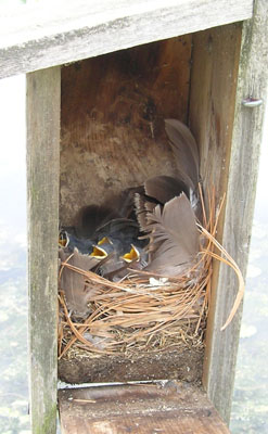 Examine a Nest to Identify Birds