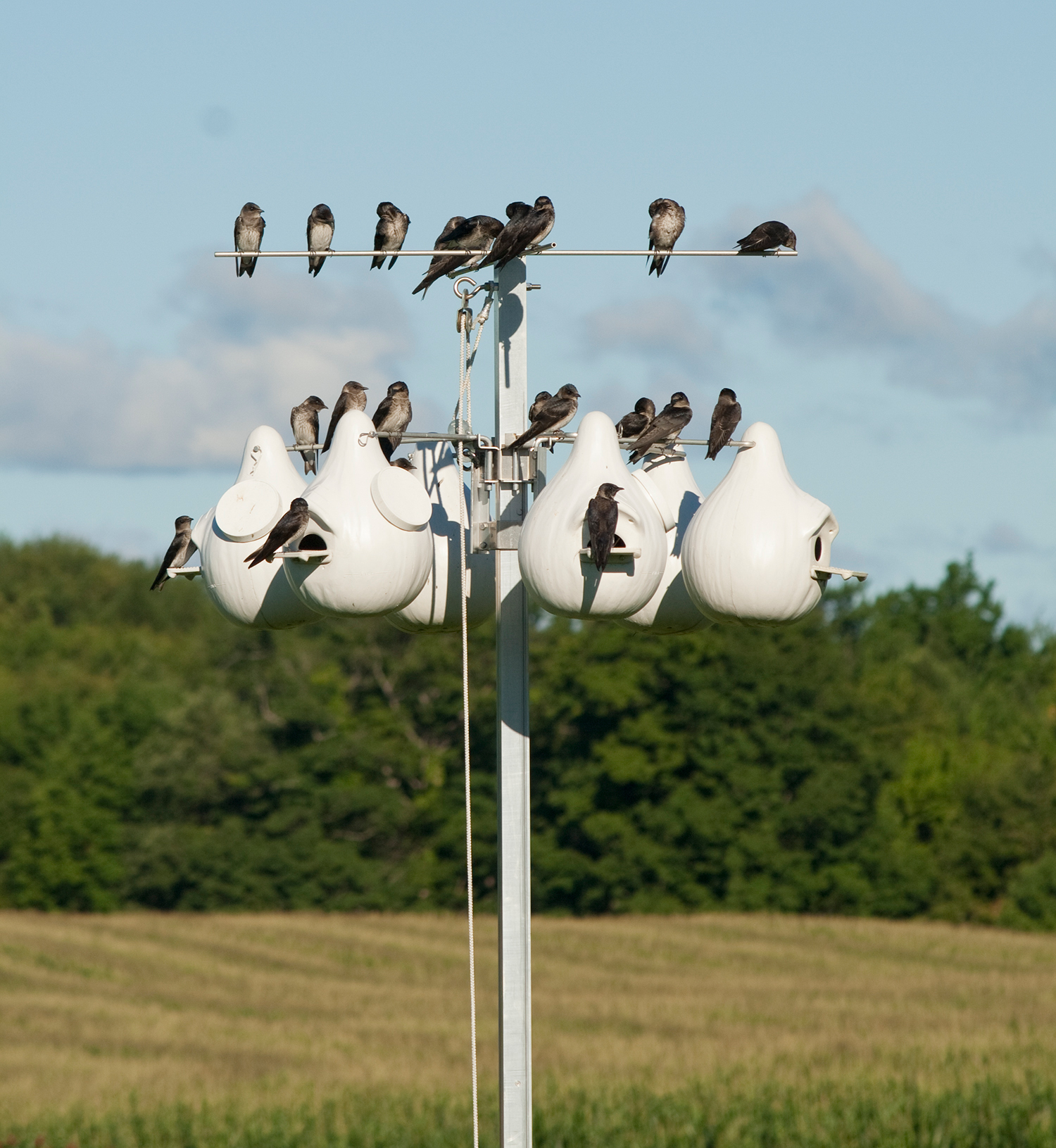 6 Unit Deluxe Gourd Rack