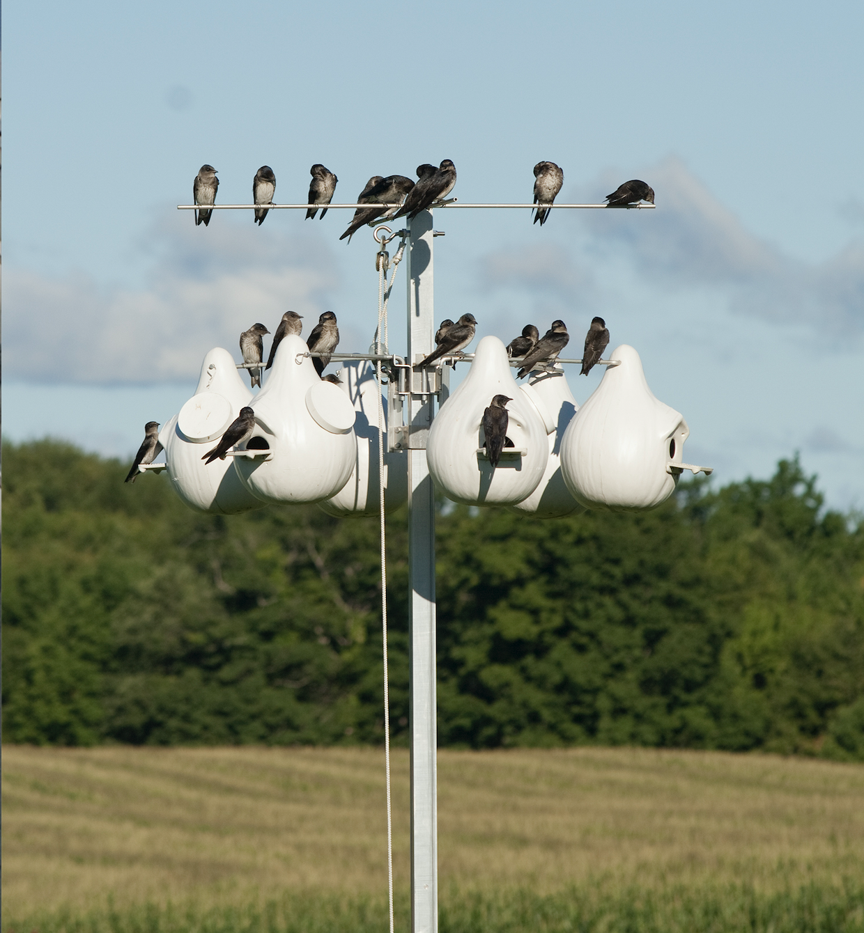 Gourd Rack Starter Bundle -Excluder® Gourds